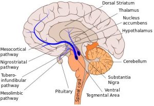Hệ thống tưởng thưởng của Dopamine